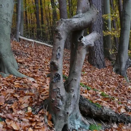 Nahe Stechlinsee *